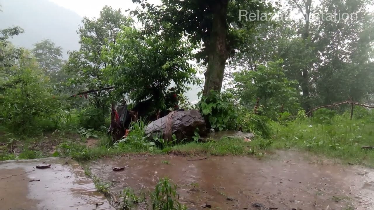 Foggy weather in Kashmir | rain sounds for Sleep | Raining in Kashmiri Village | village life