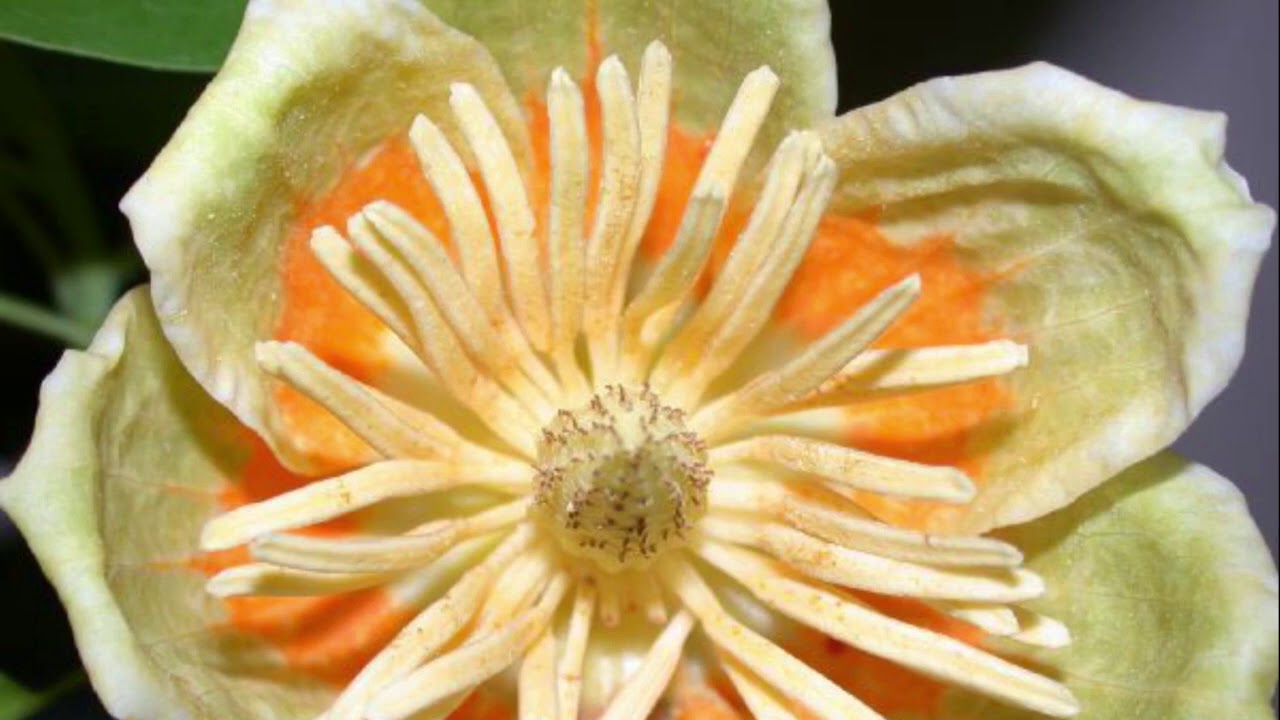 Magnoliaceae