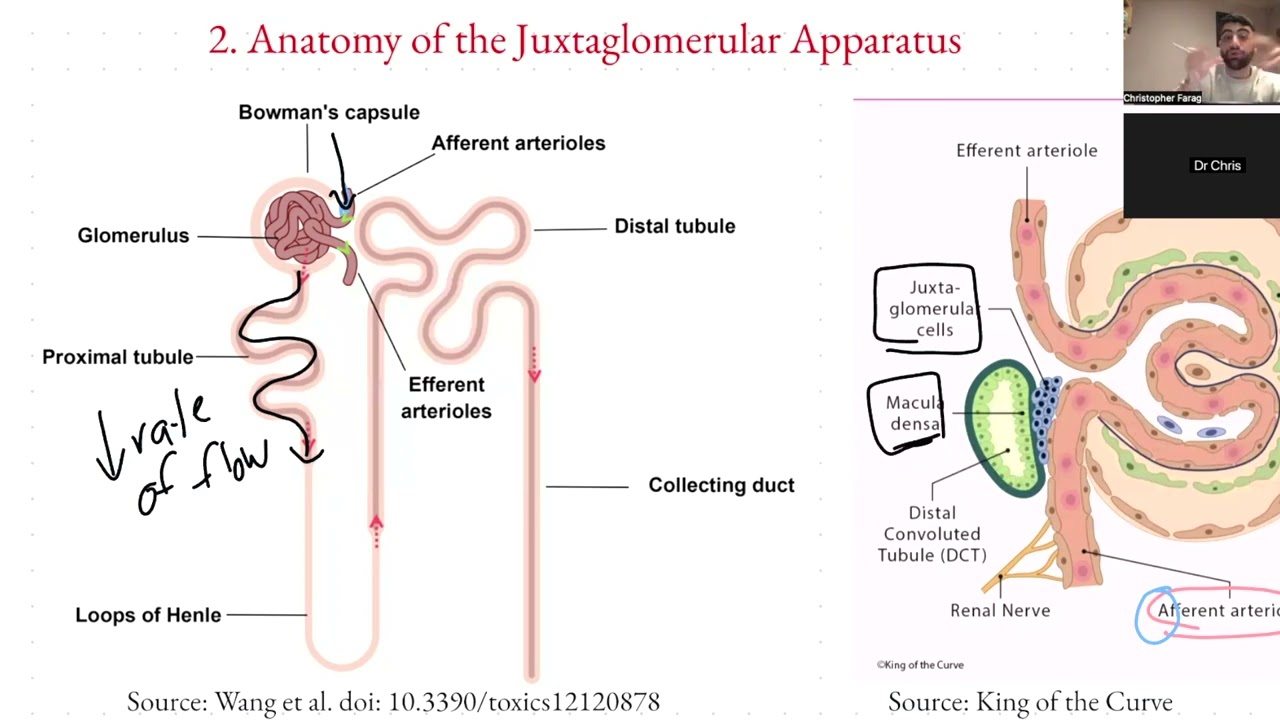 Fluid Homeostasis - Renin, Angiotensin, Aldosterone System