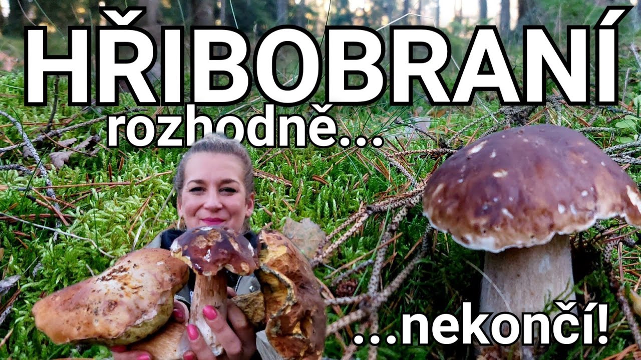 Neuvěřitelně obrovské hřiby! Houbaření na Karlovarsku 25.10.2024