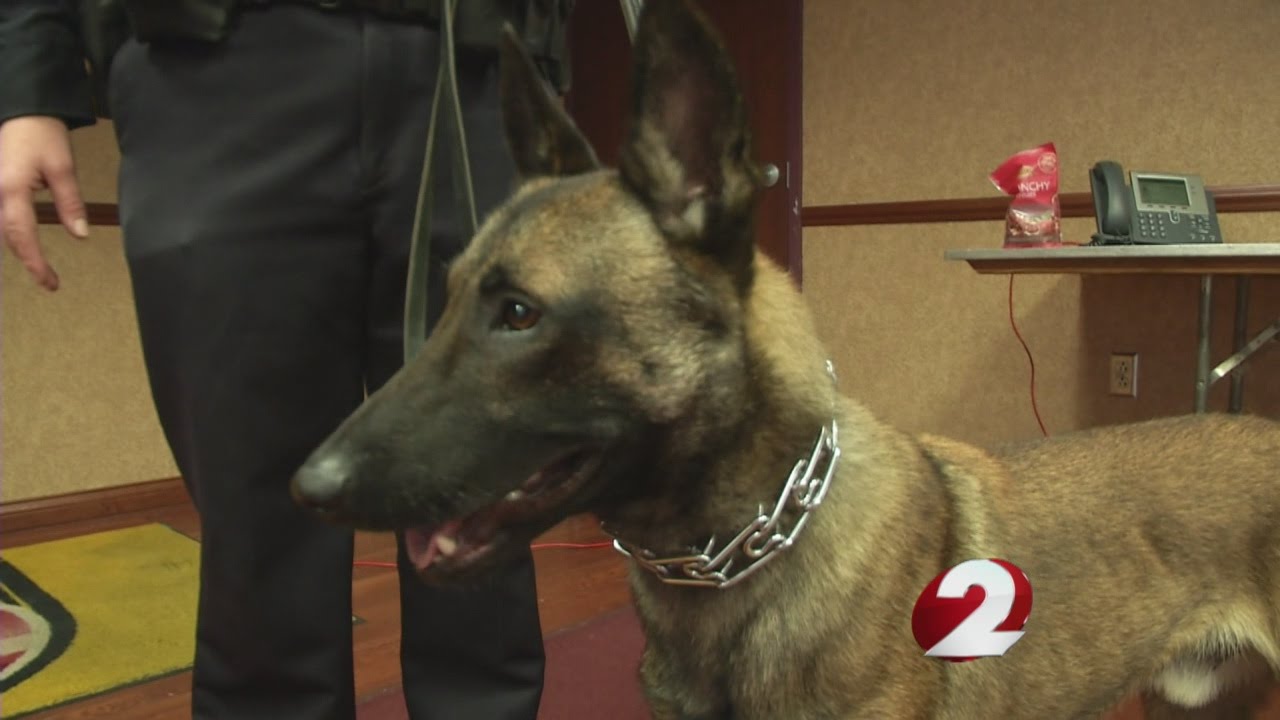 CSU gets explosive detection dog