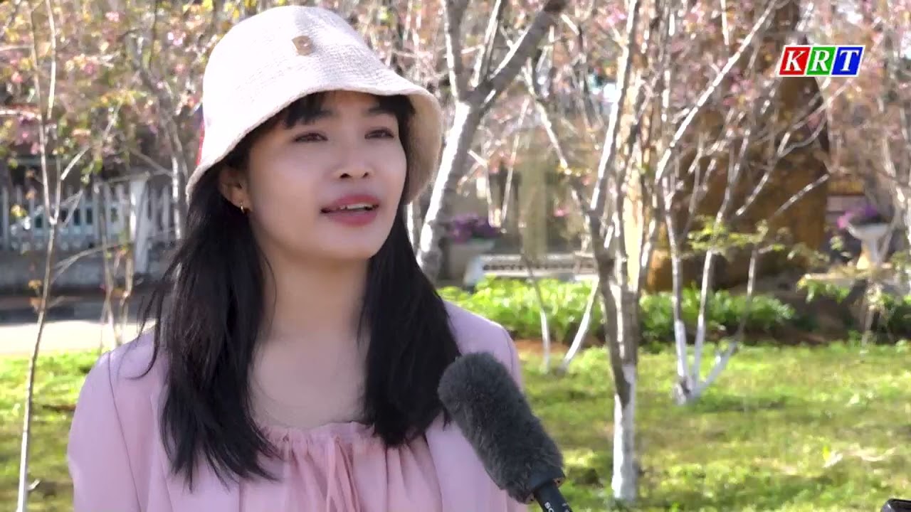 Mai anh đào Măng Đen thu hút khách du lịch