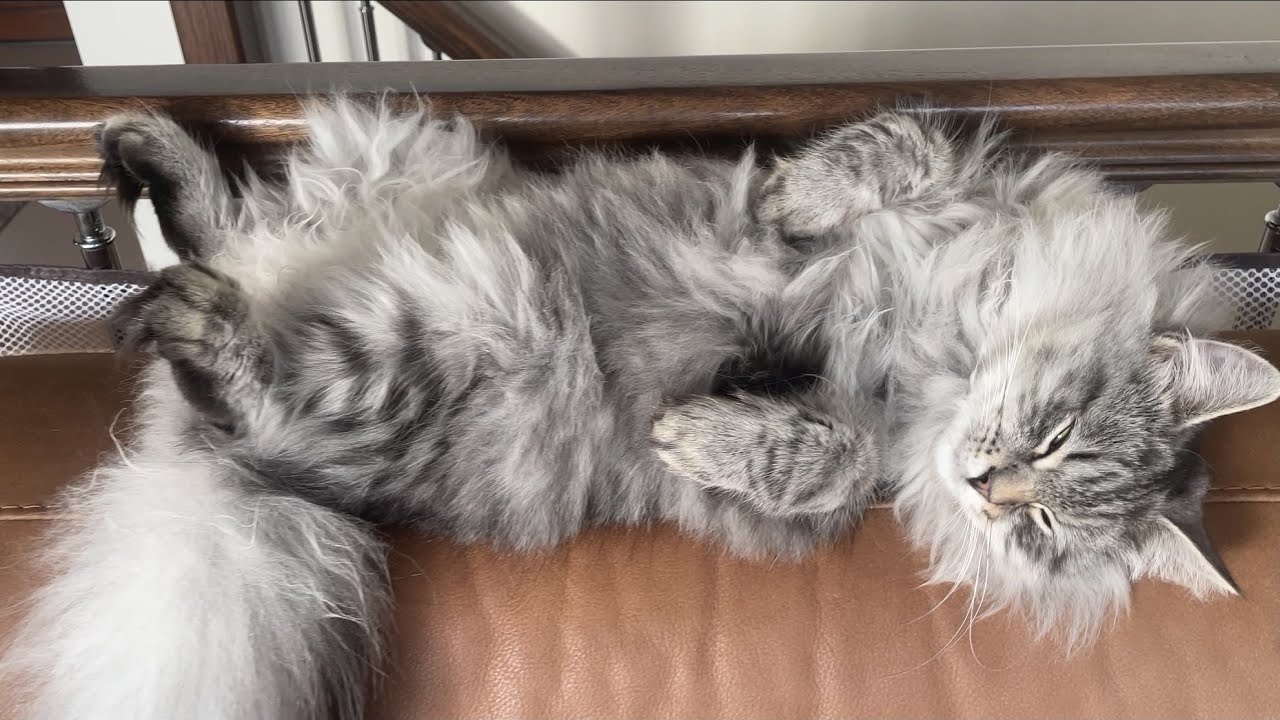All the fluff of the silver Siberian kitten