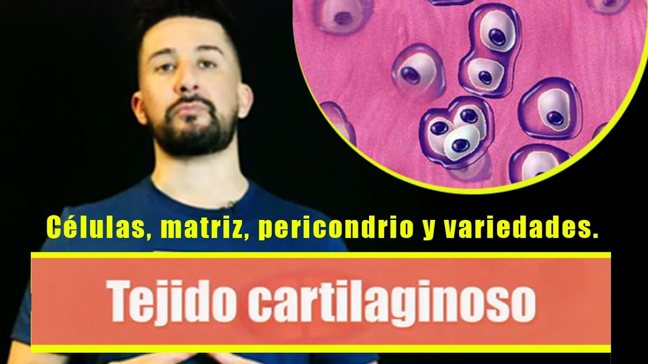 Tejido cartilaginoso: células, matriz, pericondrio y variedades.