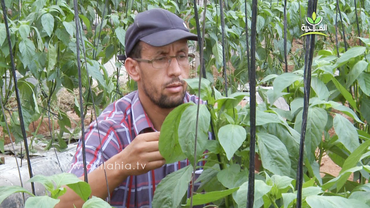 سوس ماسة : مع انطلاق الموسم الفلاحي إكراهات عدة يواجهها الفلاح الصغير بالجهة
