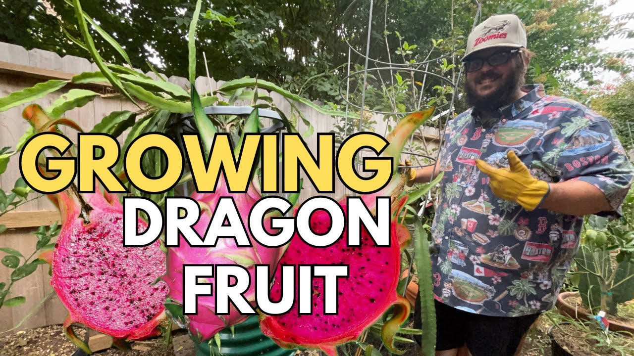 Growing Dragon Fruit (Self Pollinating Varieties)