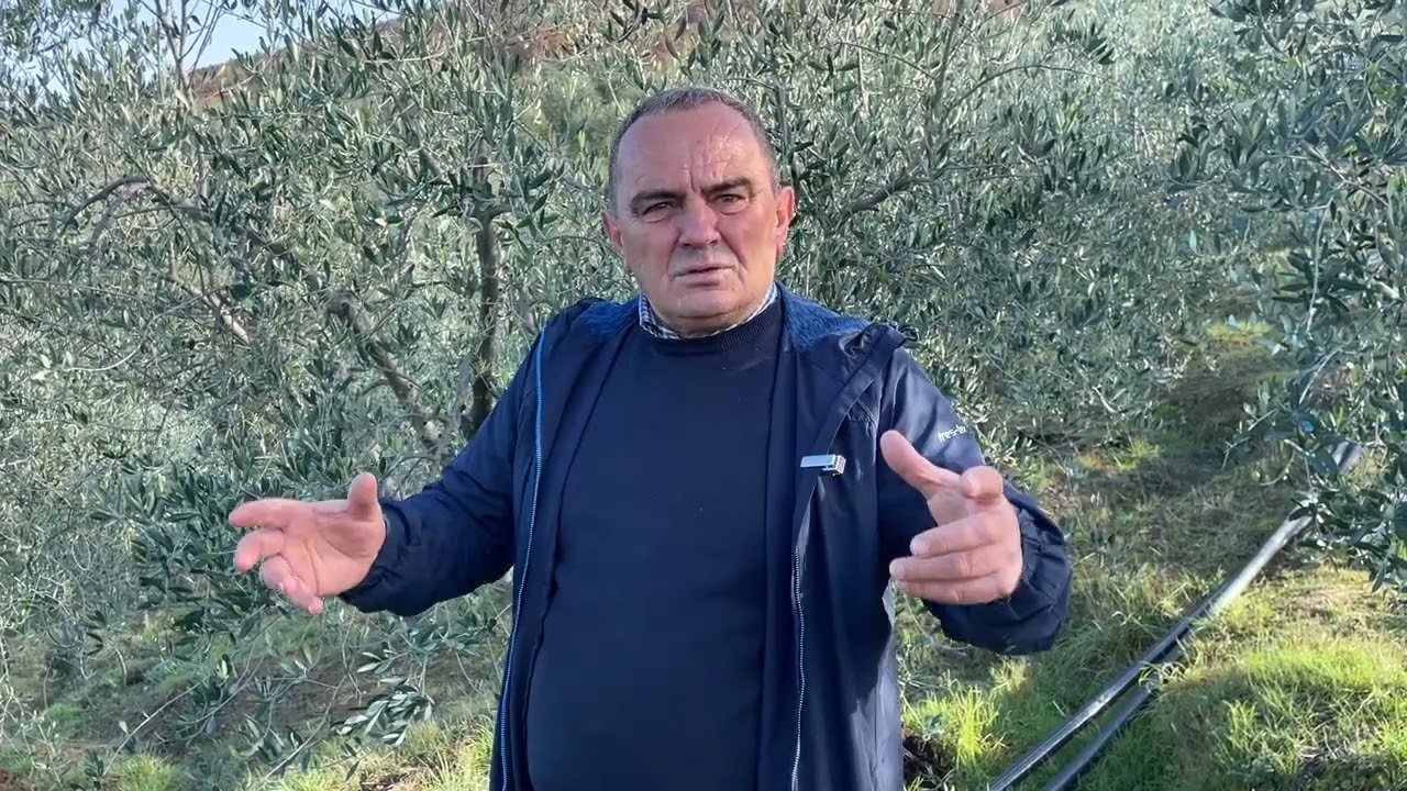 Falë AZ Fert Fermerët Eksportojnë Vajin e Ullirit në USA me Çmime Më të  Larta