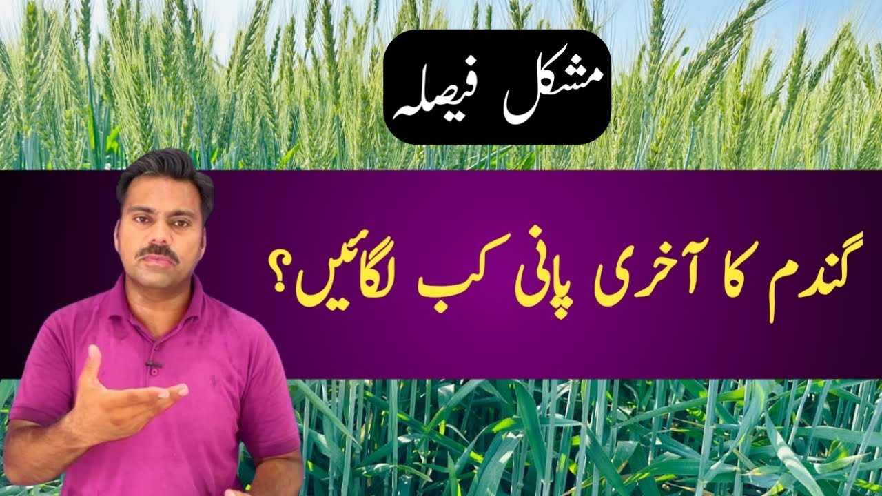 Last irrigation in wheat crop | Abid Ali Agrarian