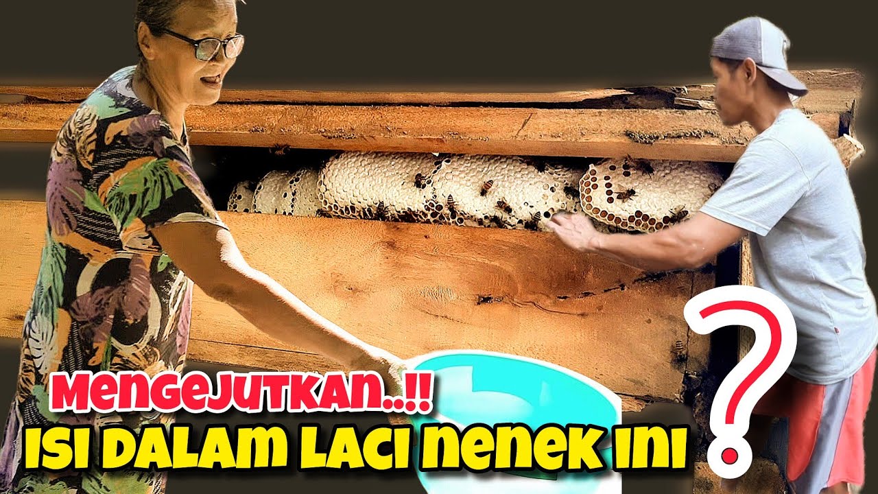 Nenek tetangga desa minta tolong untuk dipanenkan madu di sekitar rumahnya‼️