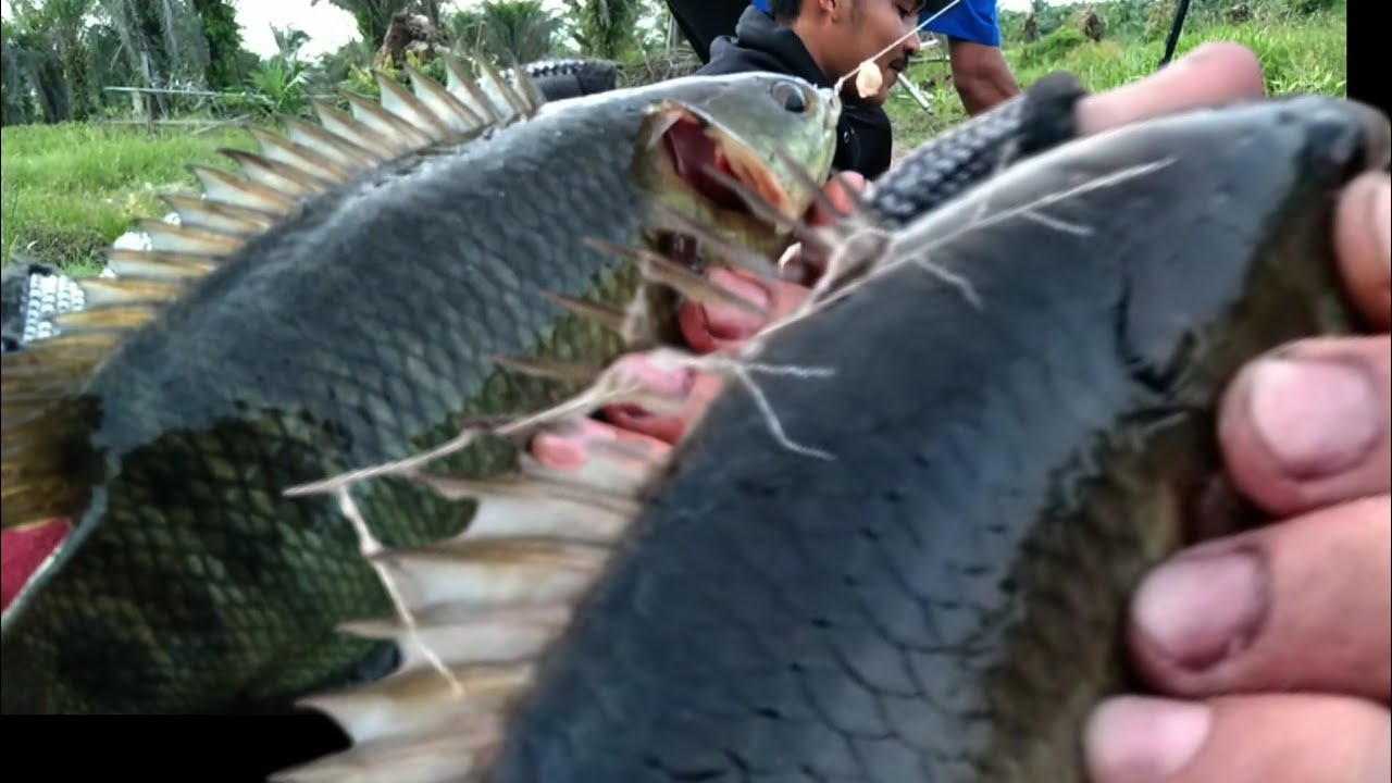 Tak percaya  betok purba  masih ada