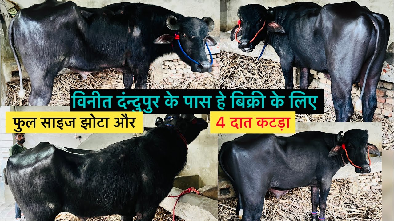 ☎️ 6398173437 विनीत दंन्दुपुर के पास हे बिक्री के लिए फुल साइज झोटा और 4 दात कटड़ा दोनो ही सुपर वाले