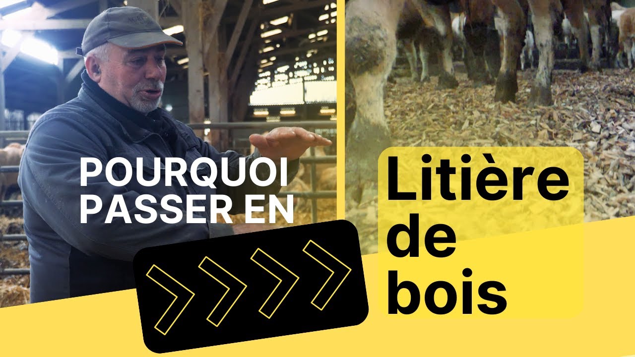 Pourquoi passer à la litière bois ?
