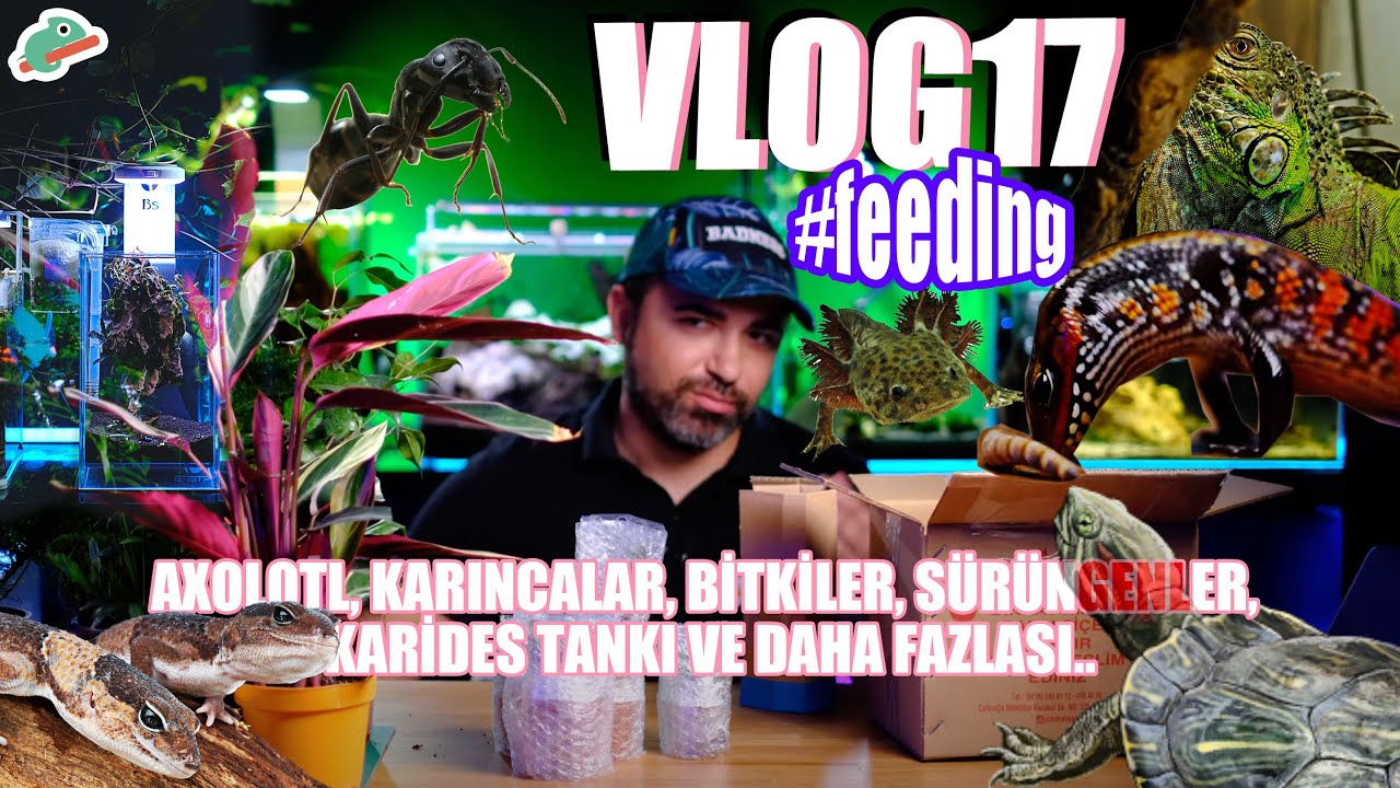 VLOG 17 Sürüngenler, Bitkiler, Axolotl, Karıncalar, Karides Tankı ve daha fazlası..🔥🔥🔥