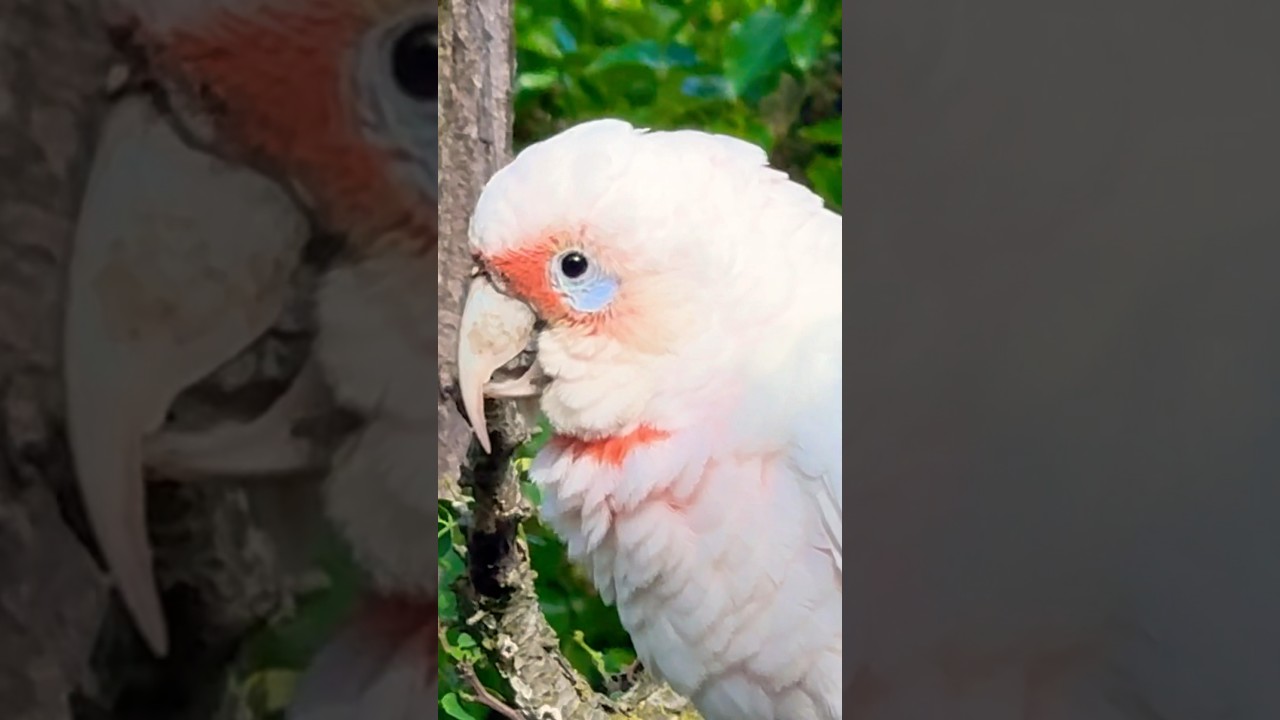 Happy Bird Sounds ❤️ | long billed Corella 