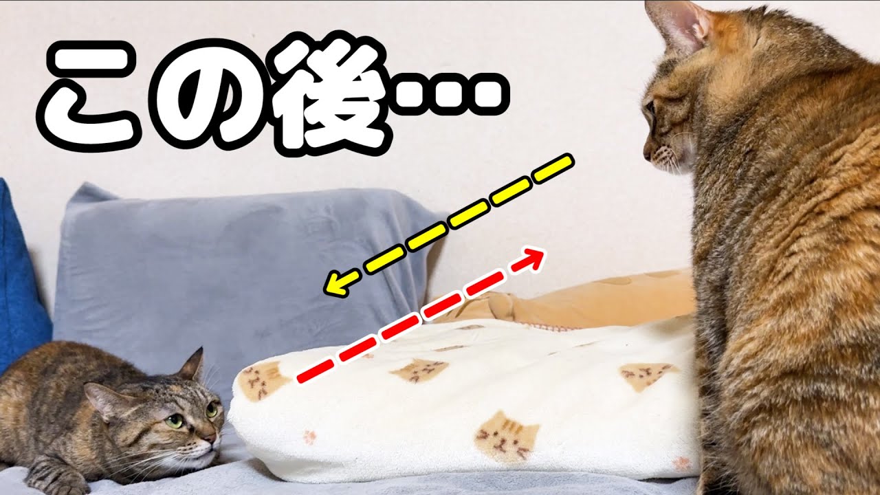 大好きな麦わら猫と遊びたかっただけなんだけど…不器用な猫のアピールが激しすぎました