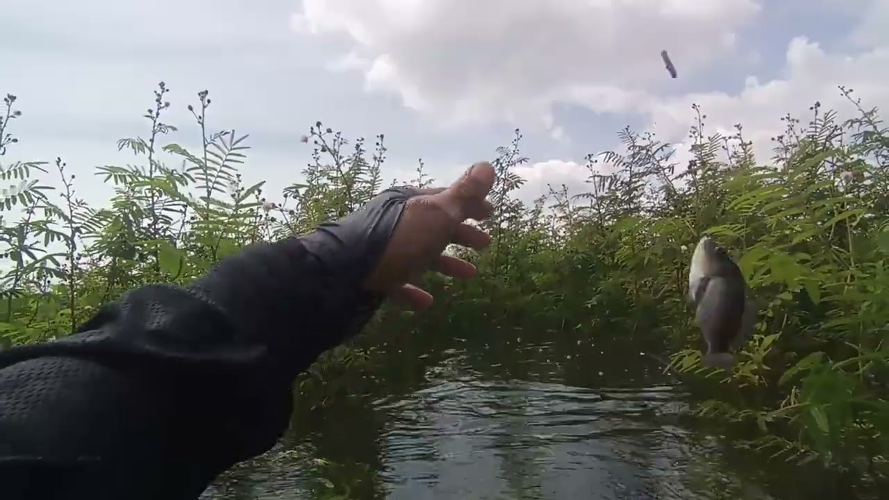 MANCING WGM TERBARU, SPOT VIRAL 