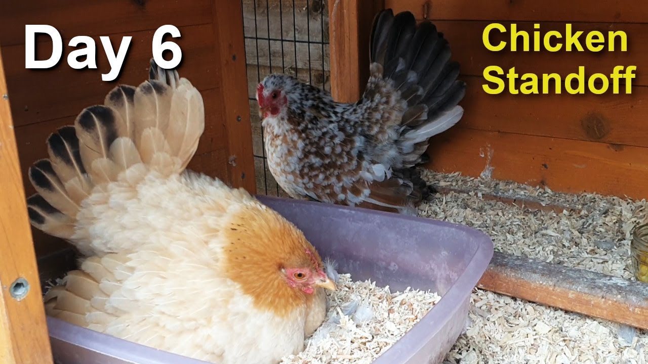 Pet Hen Hatching Tiny Chicks Day 6: Tiny Serama Hens Stand Off