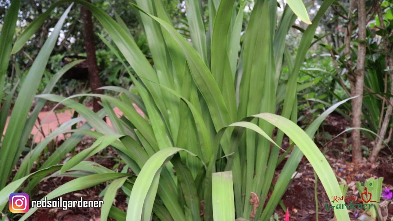 Giant Iris: Propagation by Division and Plant Care Tips.