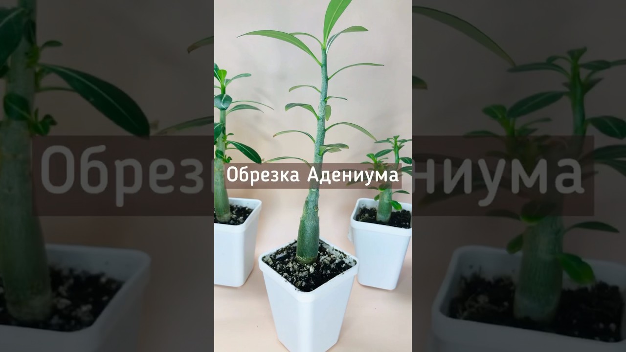 Как обрезать Адениум