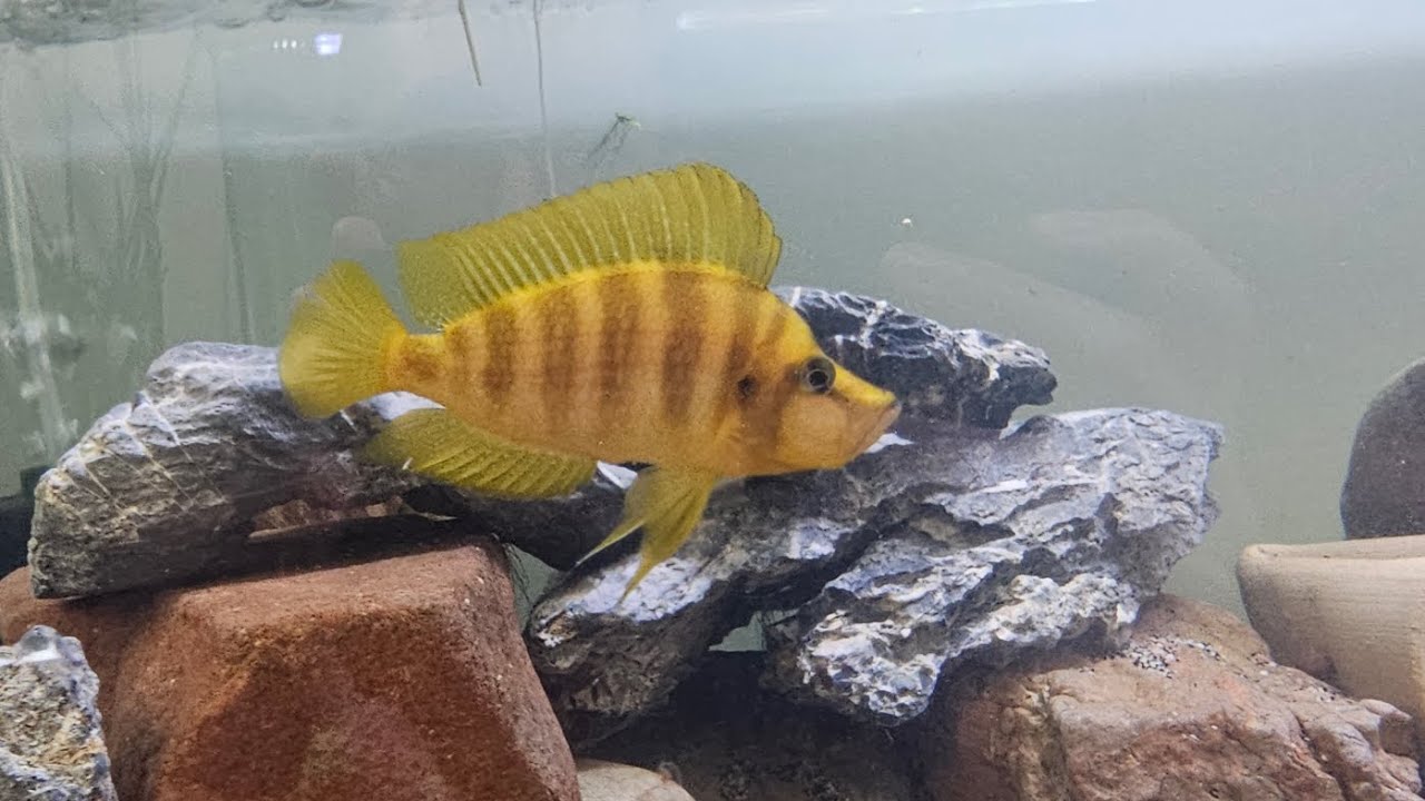 Rare F1 Altolamprologus Compressiceps Mandarin Titcha
