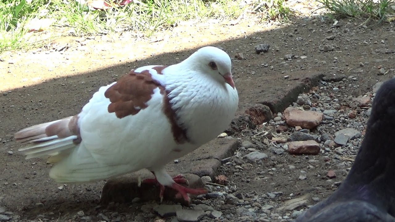 kabootar, lust  want the same female , chasing her , unique color  videos for pigeon birds lovers