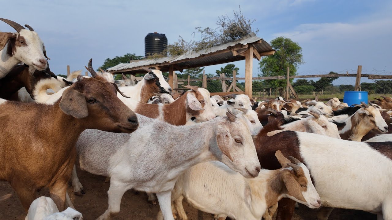 How To Make MILLIONS Per Month Through GOAT FARMING With A Low Budget In UGANDA