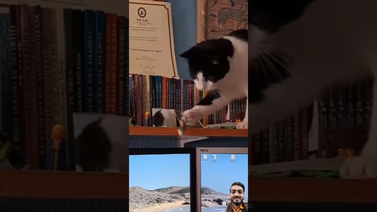Funny Cat Videos Compilation