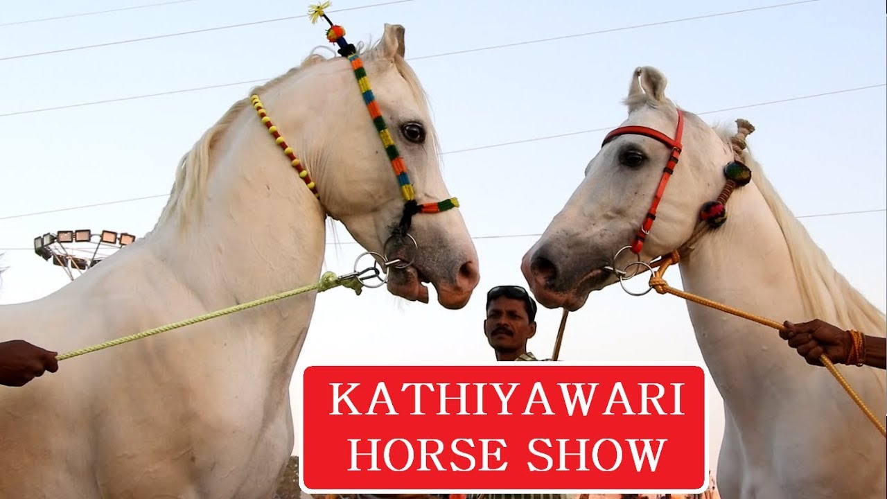 कठियावरी हॉर्स शो || KATHIYAWADI STALLION RING || SARANGKHEDA - Indian Horses