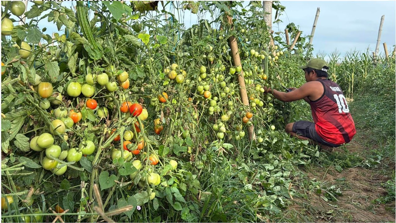 Fertilization Secrets for Lowland Crops Like Tomatoes! Must Watch