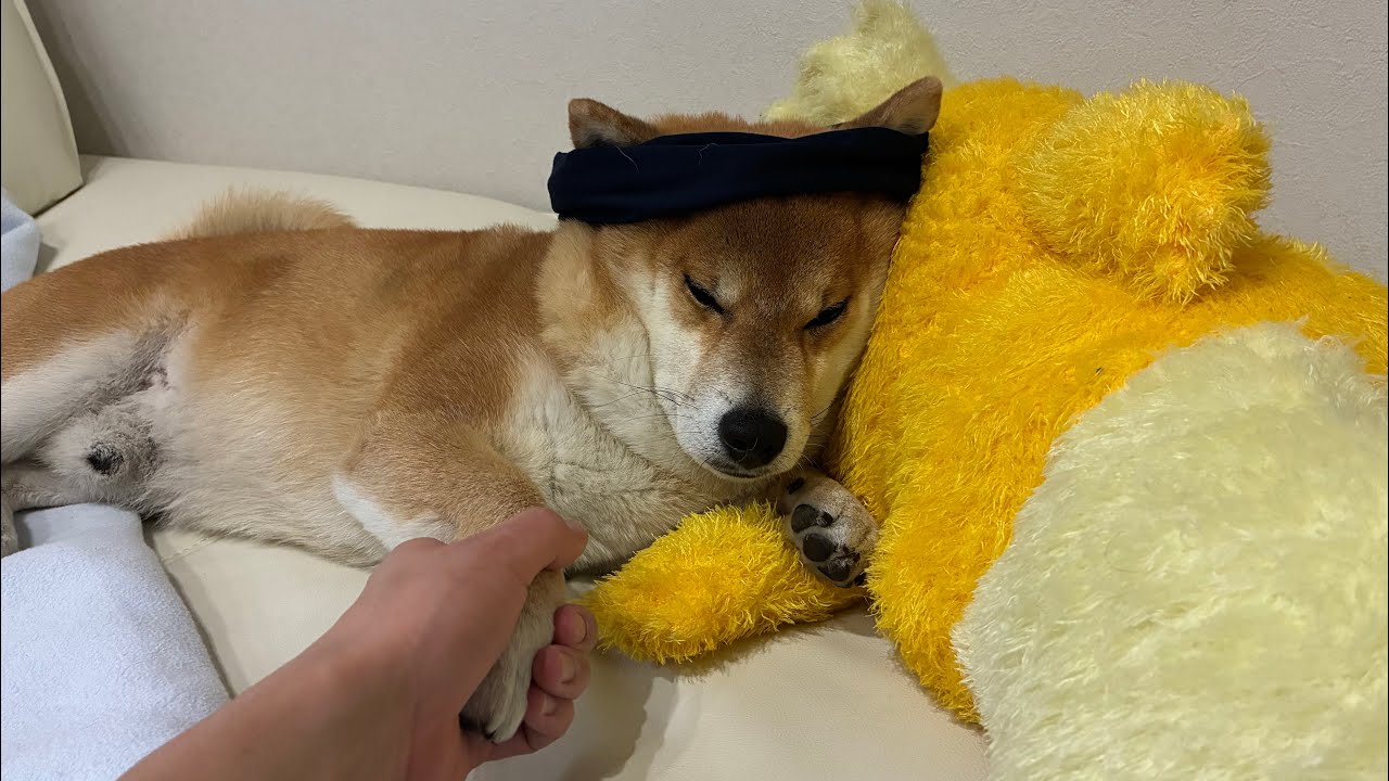 握手しながら寝る小太郎