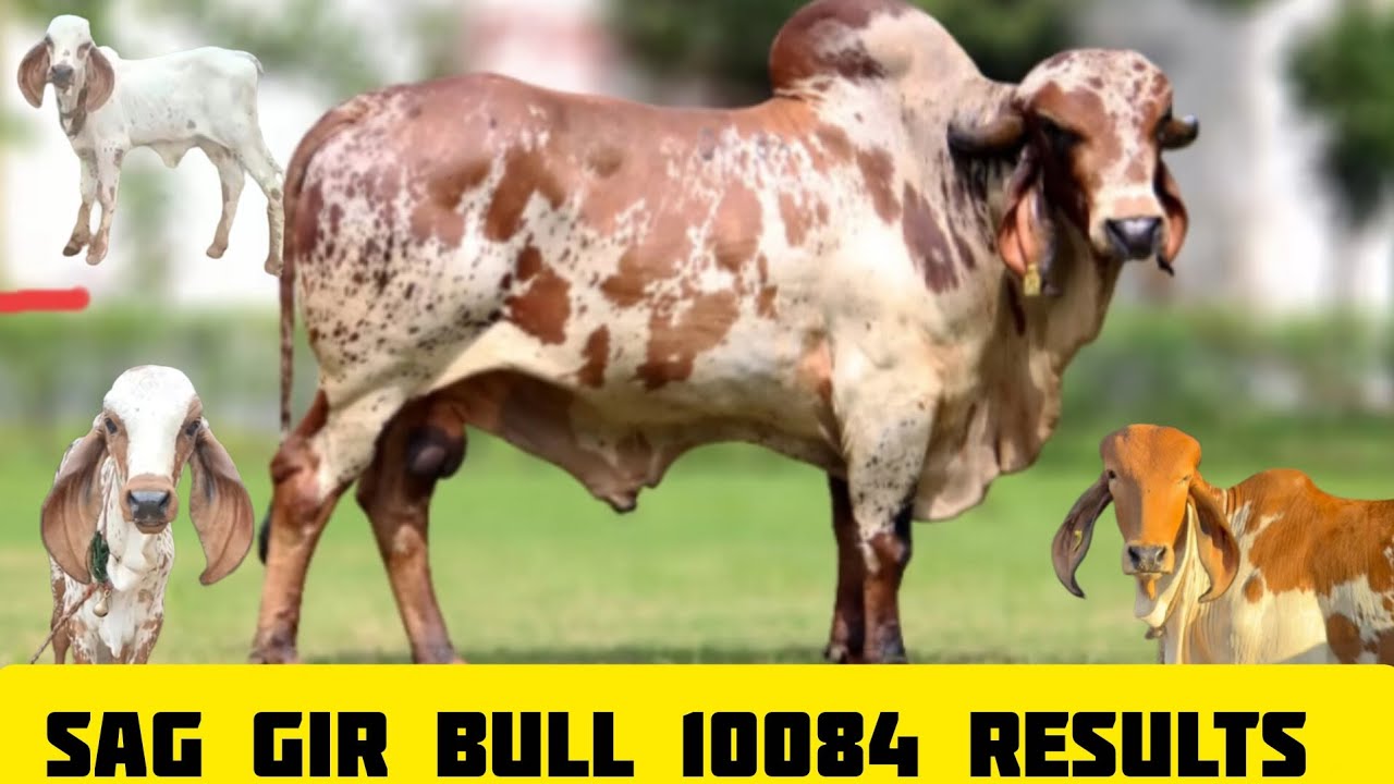 Sag Gir Bull 10084 ditels || sag 10084 gir bull mother and father ditels || sag 10084 bull  results