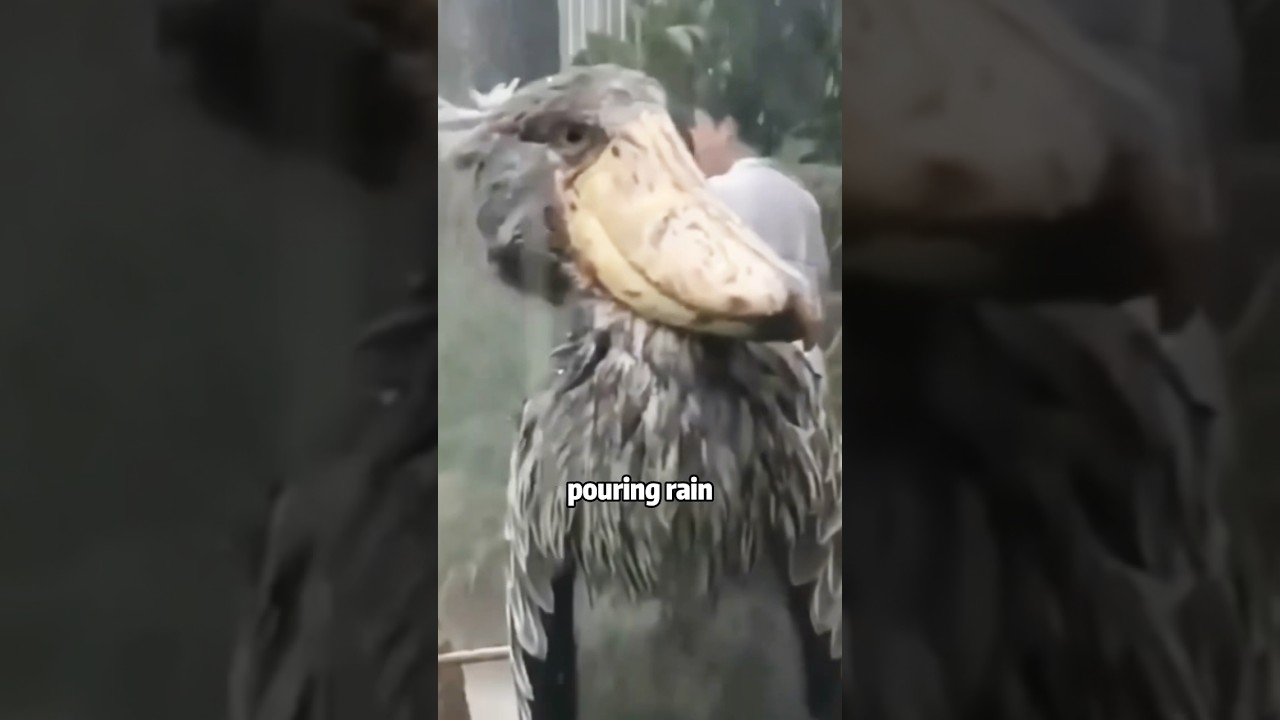 Birds waiting in the heavy rain #shortvideo #cute #birds #animals #lovestory