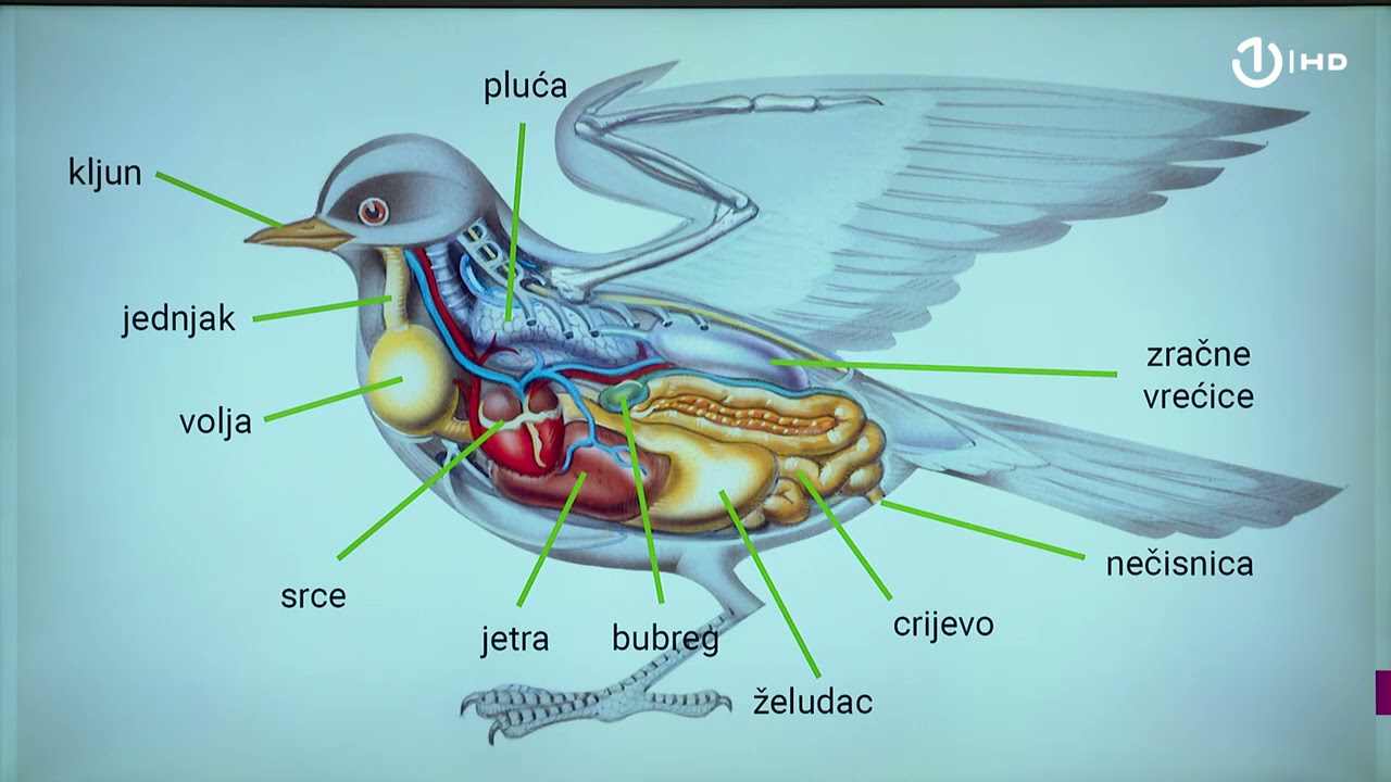 Domaća zadaća za 7. razred: Biologija - Sistematika kičmenjaka - ptice