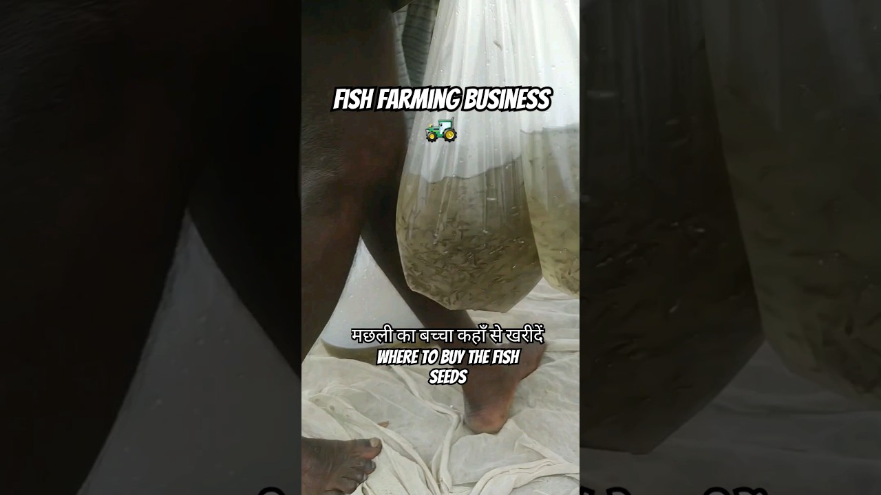 मछली का बच्चा कहाँ से खरीदें Where to buy the fish Seeds