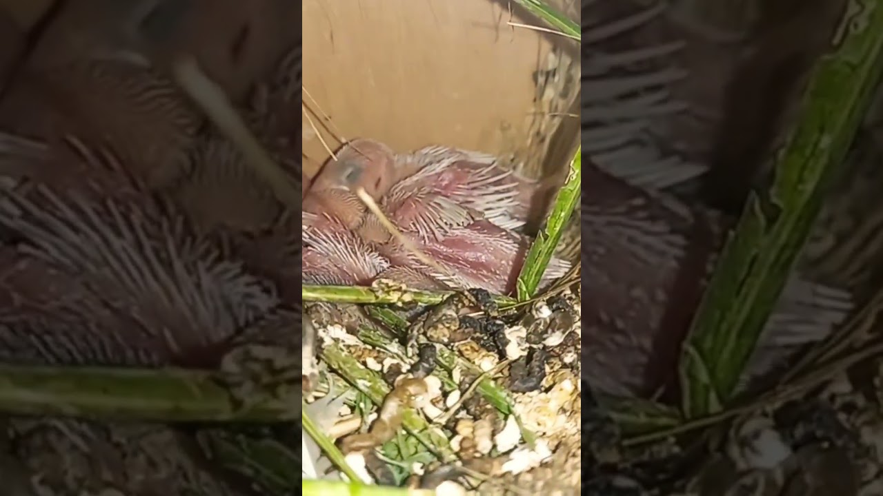 White Java Finches Chicks #nesting #birds #java #finches