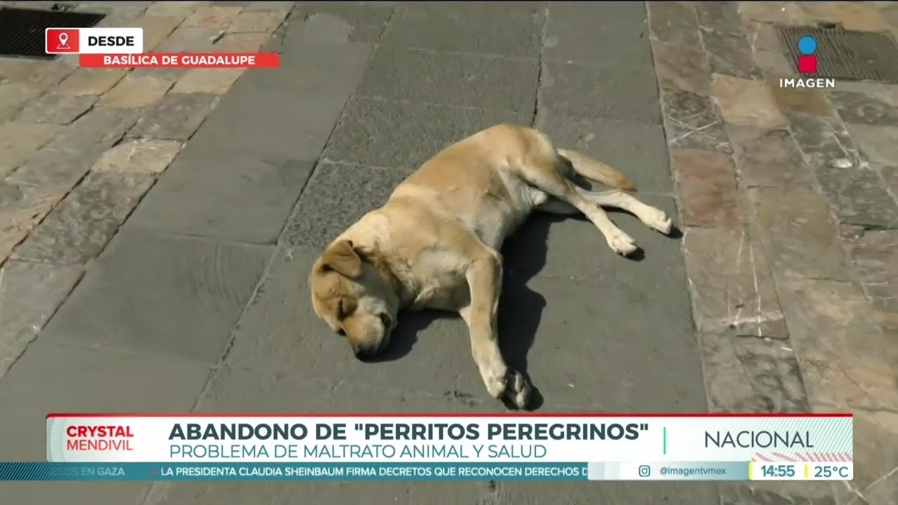 Muchos perritos son abandonados por peregrinos en la Basílica de Guadalupe | Crystal Mendivil