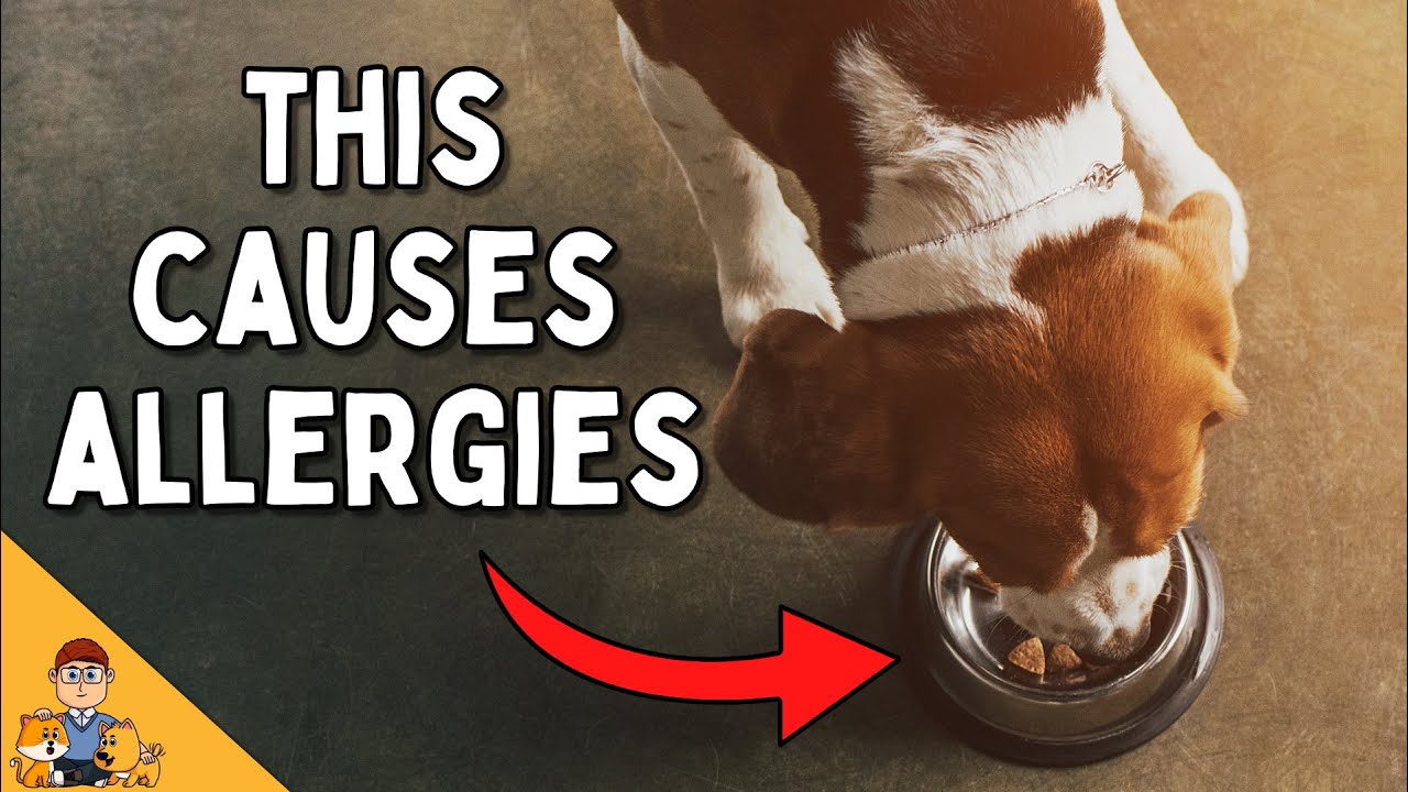 Most Dog Owners Have Food Allergy Causes All Wrong...
