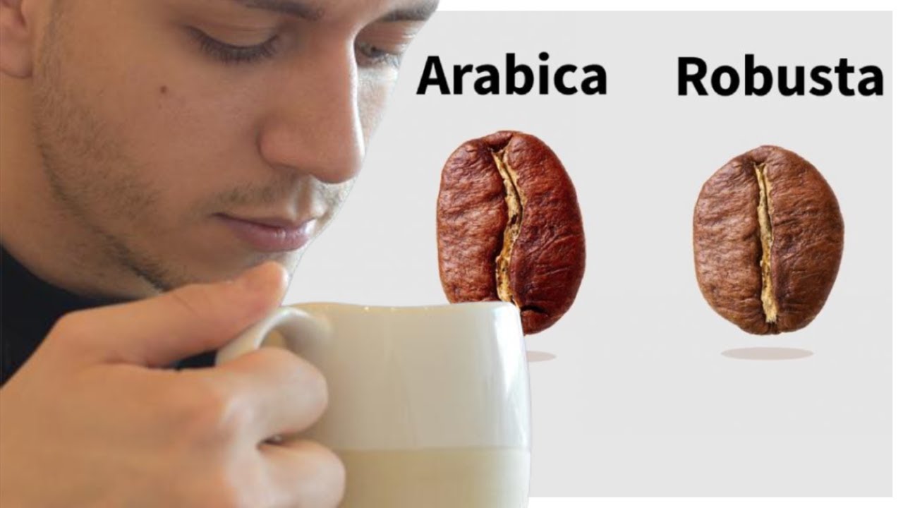 Caffè ARABICA & ROBUSTA. Le differenze ☕️