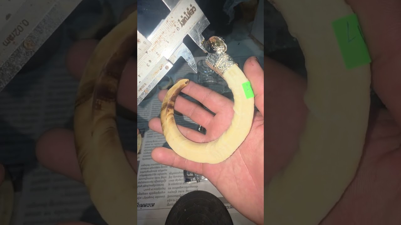 Nanh heo bọc bạc + dây chuyền inox ae lh zalo 0346107526