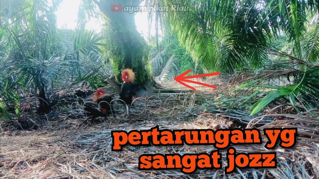 sudah perna kita pikat-uda tarung tapi lepas-dan ini akhirnya joz,