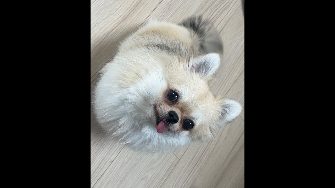 [소시생 VLOG]  운동이 버거운 소시생 2화