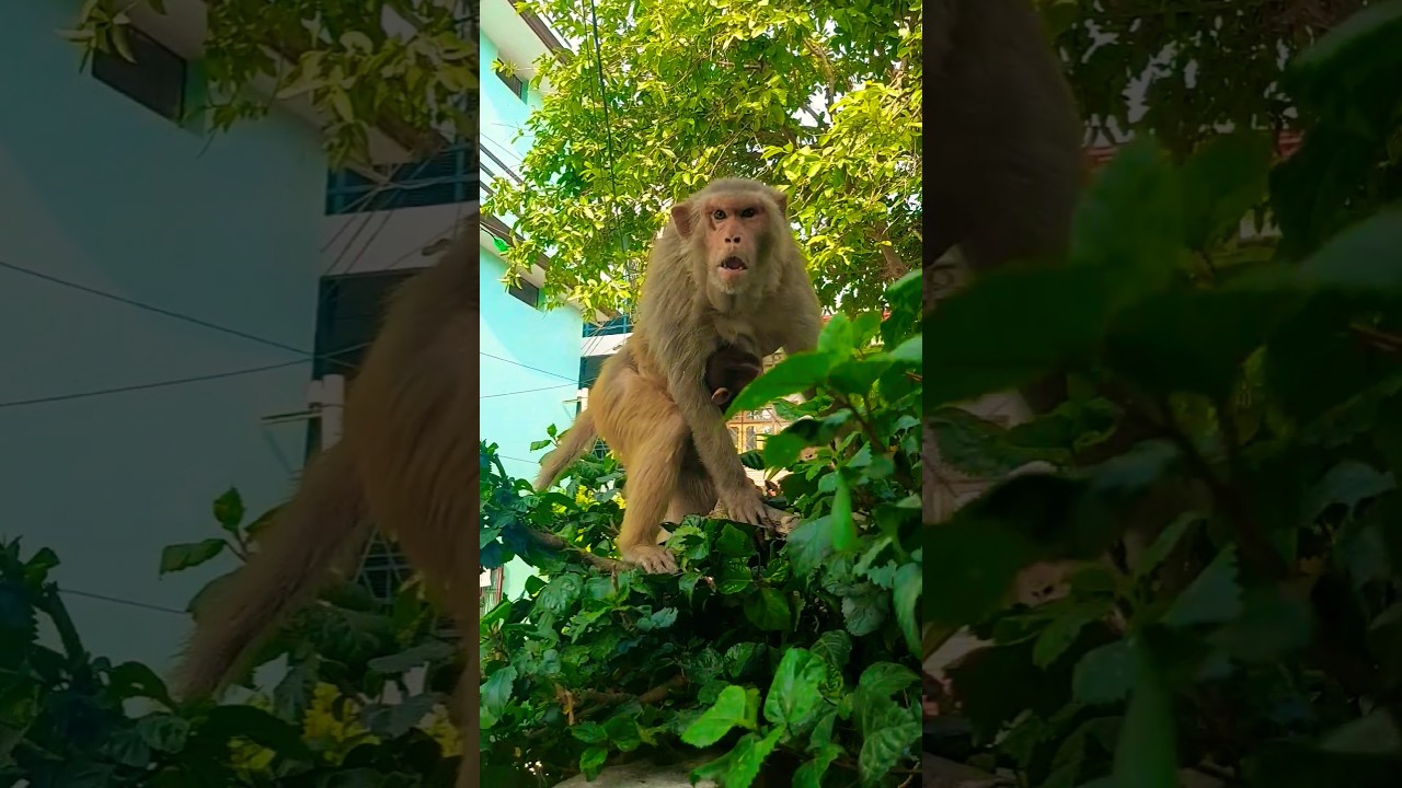 dangerous monkey #monkeyvideo #bandar #monkey