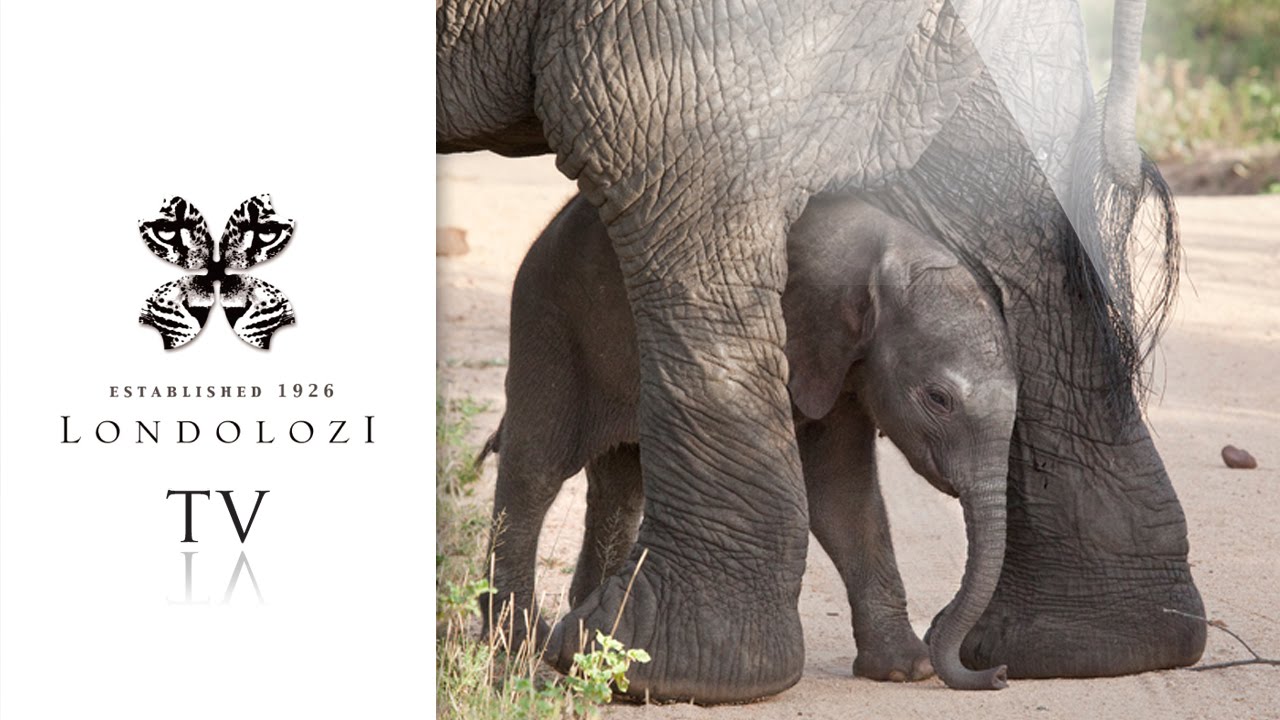 The First Footsteps of a Newborn Elephant- Londolozi TV
