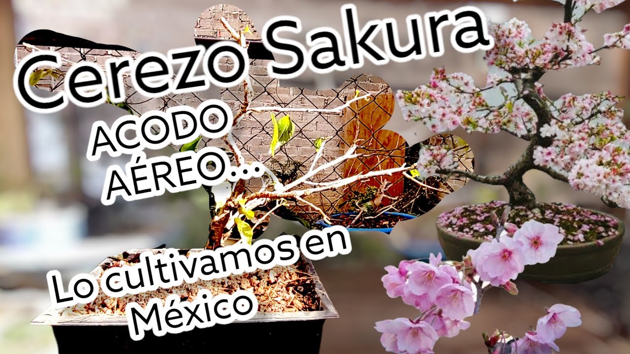 Acodando Cerezo Sakura
