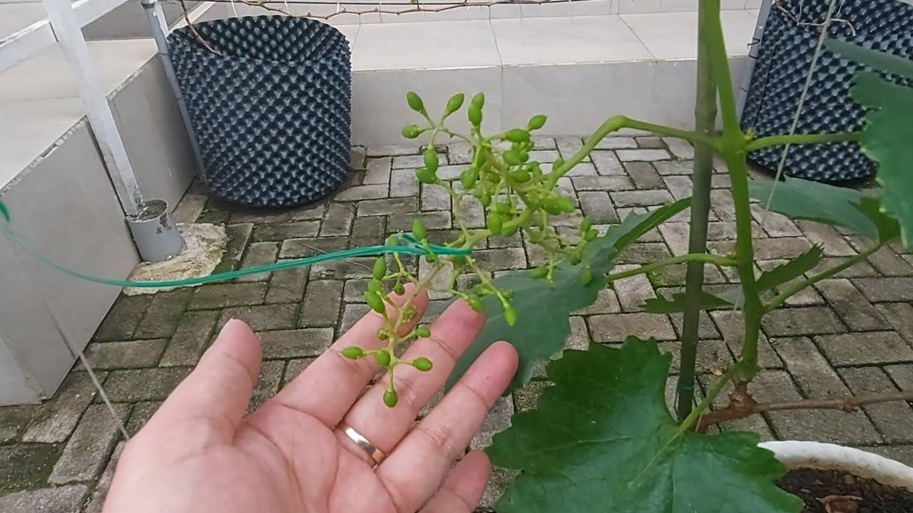 Re-Start Part#14 Pohon Anggur Import Sudah Berbuah di Kebun Clarissa. 