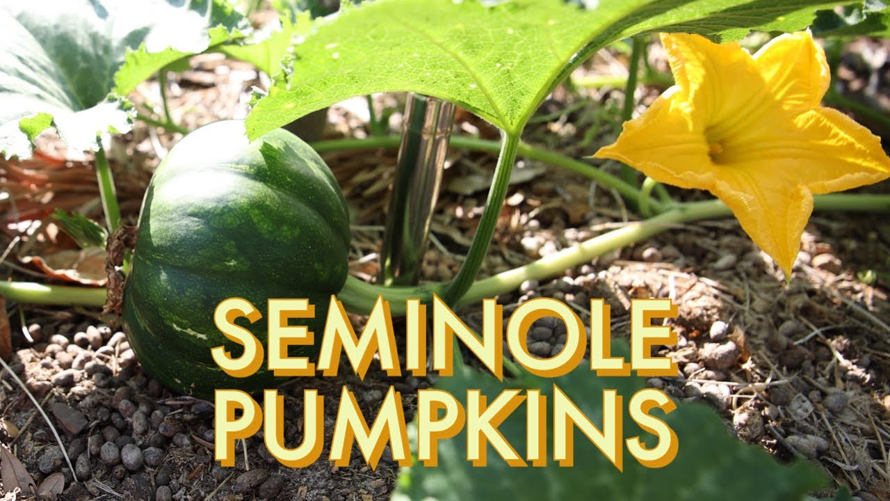 Seminole pumpkins in Tampa, FL
