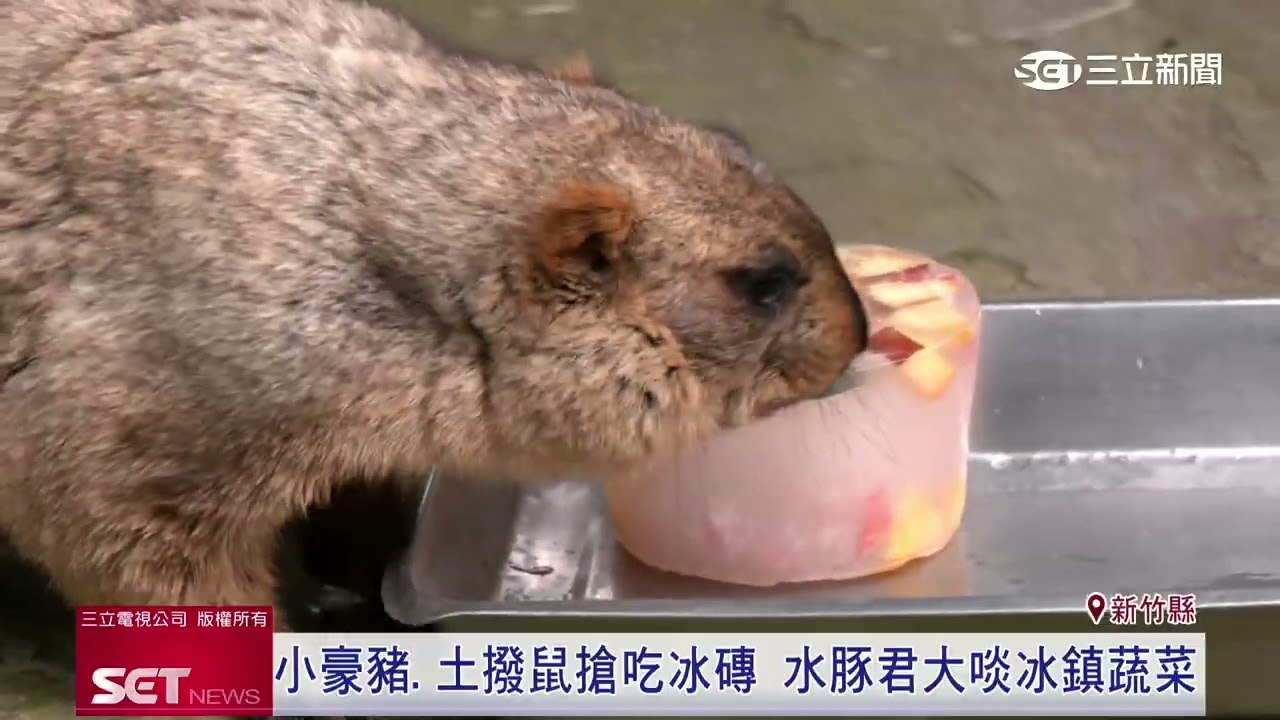 涼一夏！新竹綠世界生態農場為動物消暑出妙招｜三立新聞台
