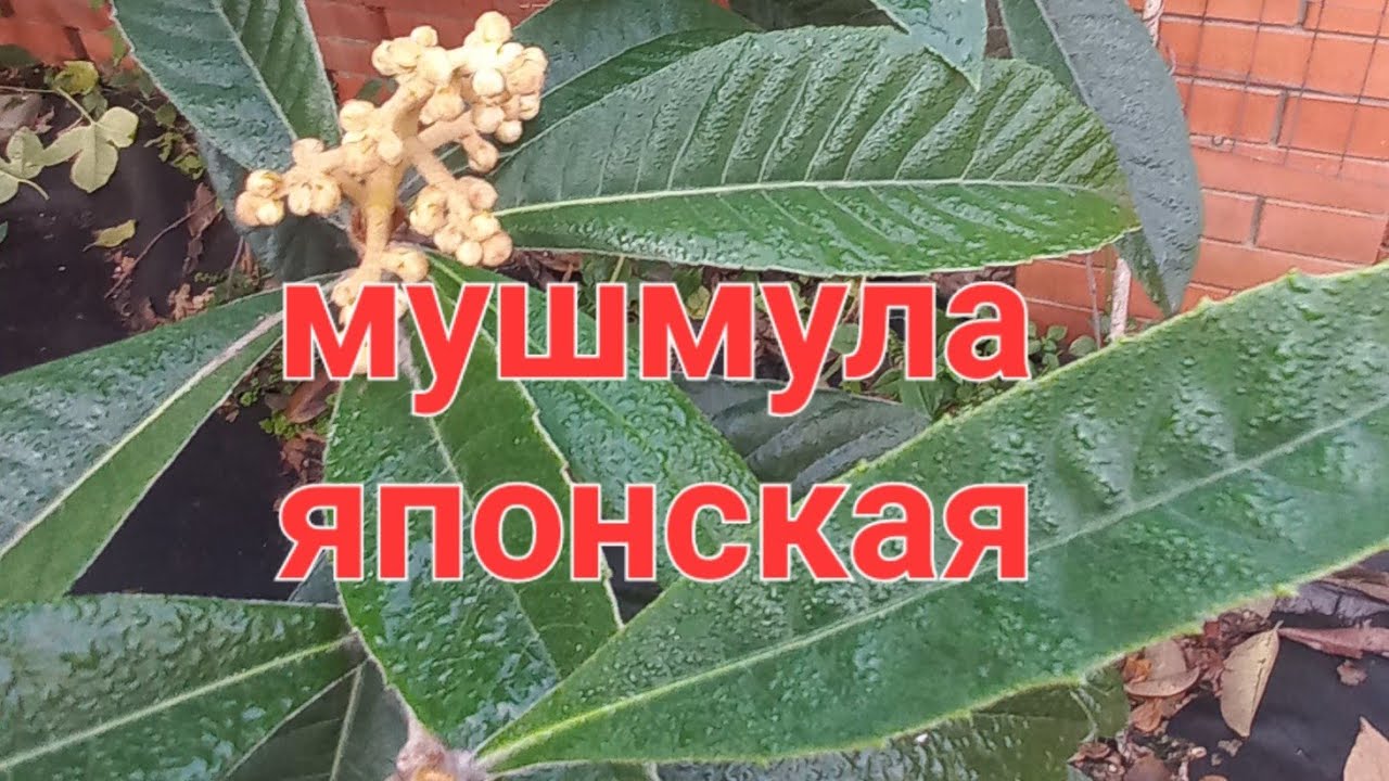 Мушмула японская в Краснодаре. 
