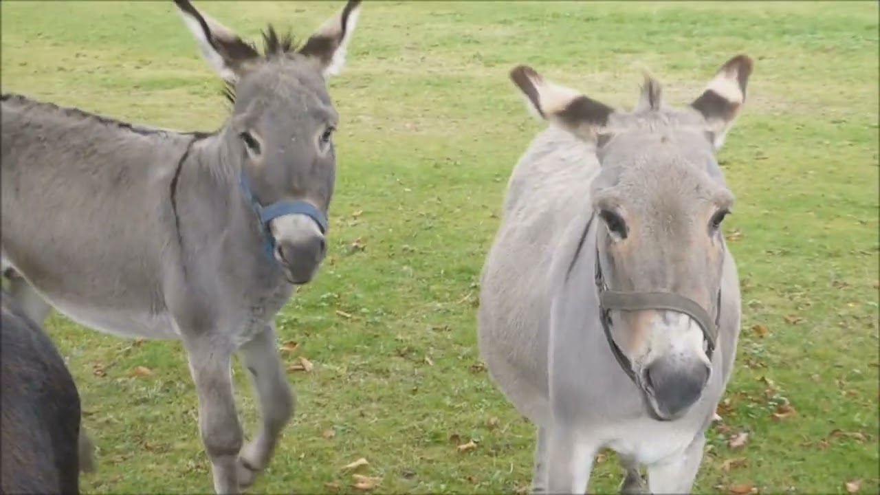 Tiere unterwegs gesehen