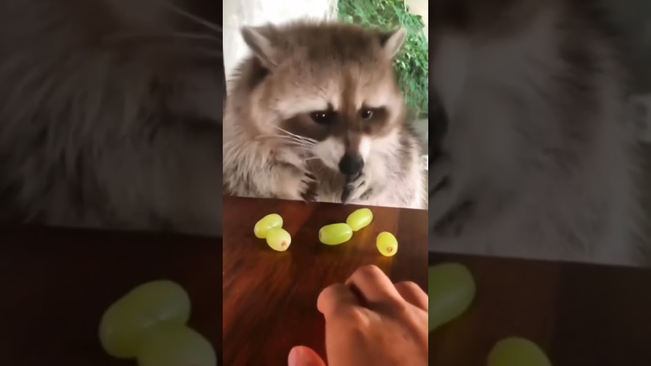 Raccoon 🦝 One Alternative Animal To Have As A Pet #shorts #raccoon